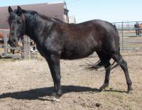 <h2></h2><p>EBONY is a 10 year old purebred Tennessee Walker, she came from the same place as Disco. She is broke and is quiet to work with, just has a couple of fear issues.  She has been purchased by one of our volunteers who fell in love with her at first sight. She is being boarded at a private farm just minutes from where her owner lives.<br></p>