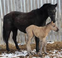 <h2></h2><p>FOXY LADY and her foal MELINA. They have both been placed with a family who has experience with mares and foals, and will give them a good and loving home.<br></p>