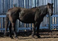 <h2></h2><p>BEAUTY is a 2000 registered QH mare. She had an injury to the top of her back, so can't be ridden. She has been placed with a good friend and will have a long and happy life.<br></p>