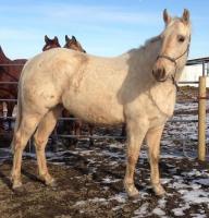 <h2></h2><p>SHAYLA is a July 2011 QH filly who we outbid the meat buyer at an auction for. Her owner is a first time horse owner, but is boarding where she can take lessons and learn more about training a horse.<br></p>