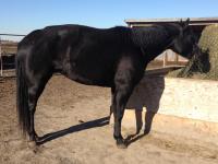 <h2></h2><p>RAVEN is a 2010 QH mare. A shelter collapsed on her during a storm when she was a yearling, and damaged her back end and spine. She can walk, trot and canter fine, and is in no pain. She's with a wonderful couple who just wanted to give her a good home for the rest of her life. She has other companion horses with her and has totally bonded with one of them.<br></p>