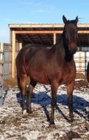 <h2></h2><p>TALENT is a 2006 standardbred mare. We had her placed, but her owner had to move out of province, so she came back to us. She's now with an amazing young lady who described her as "an incredible mare".<br></p>