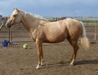 <h2></h2><p>CHINOOK is a March 2014 QH filly who was a surrender. She got a wonderful home in BC and will be at the same stable as Stormie.<br></p>