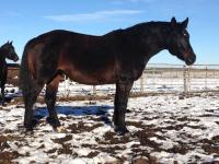 <h2></h2><p>DYNASTY is a 2002 registered warmblood mare. She is now in northern Alberta, and is with a family that will use her for pleasure riding.<br></p>