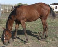 <h2></h2><p>Vega is a 2012 reg. Appaloosa filly. We outbid the meat buyer at an auction for her. She's very quiet and well mannered, and someone's done a lot of work with her. She's going to a lady who already has a couple of rescue horses.<br></p>