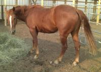 <h2></h2><p>RUSTY is a 2009 registered QH gelding who was only here overnight. He was from another small rescue who had to downsize and called and asked if we could take him or find him a home. I had a home pre-arranged for him, so he went there the next morning.<br></p>
