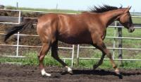 <h2></h2><p>TOSCA is a 2008 thoroughbred mare (Tika is her daughter). She's owned by the same lady who owns Dinah, and with hard work and time, has turned into a well mannered horse.  She'll be leaving for her new home in June of 2013.<br></p>