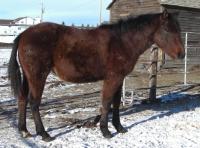 <h2></h2><p>BO is a 2012 grade QH stud colt, who ended up here because of a mistake the auction made. He's now at another small rescue, where he's safe and will get the training he needs.<br></p>