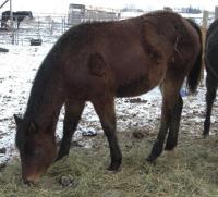 <h2></h2><p>SUSIE Q is a June 2013 grade QH that we got from a meat buyer. She's now owned by a young lady who absolutely adores her, and she'll go to her new home in June 2014.<br></p>