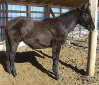 <h2></h2><p>CARLY (now called Laila) is a May 2013 grade QH filly we got from the meat buyer. She has gone to BC with Sophie.<br></p>