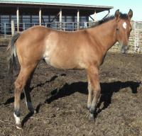<h2></h2><p>CELESTE (now called Sierra) is a May 2014 QH filly, her mother is Savanna. She's now with a young lady who has already re-trained a horse she rescued, and she will be doing all the training for Celeste.<br></p>