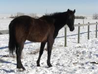 <h2></h2><p>OLIVER is a 2004 thoroughbred gelding. He originally came from southern California. He loves people and attention. His new home is close to Edmonton, where his training will be completed.<br></p>