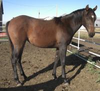 <h2></h2><p>LONDON'S LADY is a 2008 registered quarter horse filly who came from the same auction as Sugar. We outbid the meat buyer to save her. She is friendly, quiet and easy to work with. One of our volunteers has purchased her. She's being boarded at a private acreage close to where her owner lives.<br></p>