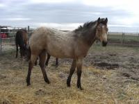 <h2></h2><p>SOPHIE is a June 2013 grade QH filly who came from a meat buyer. She's now in a home in BC with a young couple who fell in love with her. They drove here to meet us and her, and then made arrangements to get her home.<br></p>