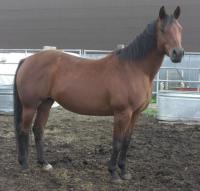 <h2></h2><p>MISTY is a 1996 grade quarter horse mare. Her owner couldn't keep her anymore and didn't want to take a chance she would be bought for meat at an auction so she came here. She's well broke but is a very high energy horse. She has been purchased by one of our volunteers who has been riding her and they get along great. This volunteer also owns London's Lady. Misty is being boarded at a private acreage close to where her owner lives.<br></p>