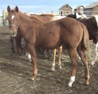 <h2></h2><p>ROSE is a 2010 purebred quarter horse filly who we rescued from the same auction as Diamond. She's going to the same home as Diamond in Williams Lake, BC. <br></p>