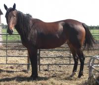 <h2></h2><p>TALENT is a 2006 reg. Standardbred mare who we were able to rescue 2 days before she was to go on the meat truck. She's a very quiet, loving horse, and was very easy to train. She's now greenbroke, and will be going to her new home with a wonderful lady the end of July 2012. <br></p>