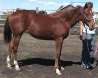 <h2></h2><p>DINAH is a 2010 registered QH filly that we rescued from the auction. The meat buyer had her, and he was nice enough to let us buy her back from him. Her new owner is a wonderful lady who is very patient and understanding.  Dinah has bonded to her completely.  She will be going to her new home in June 2013.<br></p>