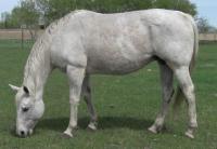 <h2></h2><p>LILY is a 2000 purebred QH mare, but no papers came with her. She was on her way to the slaugherhouse with a foal at side and bred back for a 2014 foal. Unfortunately she lost her 2014 foal so she was now ready for a home. She is going to the same couple as Katie.<br></p>