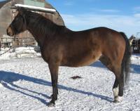 <h2></h2><p>JUBILEE is a 2005 registered QH mare. She's gone to a young couple who want her for pleasure and trail riding. She liked them right away. <br></p>