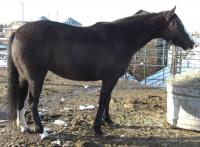 <h2></h2><p>DISCO is a 2004 registered paint mare. Her previous owner just couldn't spend time with her, so she came to the rescue. Her new owner is a lovely lady who absolutely loves her. She will be boarded here until at least spring 2012 for her owner to learn how to train her.<br></p>