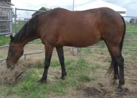 <h2></h2><p>ANNIE is a 1997 Standardbred mare. She was raced in her younger days and then used as a broodmare. She was to be shipped to the slaughterhouse as they didn't want her for breeding anymore. She was here only a couple of days when one of our volunteers fell in love with her and bought her. She's had some chiropractor work already, and is still getting some other re-hab treatments.  She will be staying here at the rescue.<br></p>