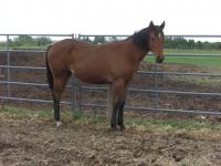 <h2></h2><p>MADISON is a May 2013 purebred QH filly (no papers) that we got from a meat buyer. She's now owned by a young teenager, and this is her first horse. She will be boarding here to learn how to train her horse properly.<br></p>