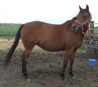 <h2></h2><p>KIERA is a 1999 registered Arabian mare. Her owner was moving out of the country, and asked us to take her here so she would be safe. She has gone to her new owner, an 8 yr old girl who Kiera loved and did anything she asked of her.<br></p>