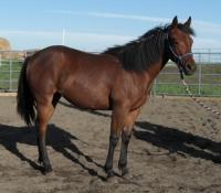 <h2></h2><p>FOXY (now named Ruby) is a 2011 reg. QH filly who we rescued from the auction. The lady who now owns her is a first time horse owner, so Ruby will be boarded here for her owner to learn how to train her.<br></p>
