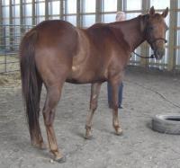 <h2></h2><p>DOT is a 2008 reg. QH filly who has Smart Little Lena on her papers. She was rescued out of the meat pen as a weanling. Her owner will be finishing her training, and then she will be given to her 12 year old daughter for 4-H. Dot loves kids, so this is an ideal home for her.<br></p>