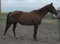 <h2></h2><p>CARA is a 2001 registered QH mare, she's Dori's mother. She's greenbroke and quiet. She's now with a young lady who is soft and quiet, and she'll continue to finish Cara's training.<br></p>