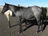 <h2></h2><p>SAPPHIRE is a 2011 purebred QH filly but has no papers. We purchased her 2 days before she was to be shipped to the slaughterhouse from a kind hearted meat buyer. Her owner will be boarding her here for a while to learn how to work with her.<br></p>
