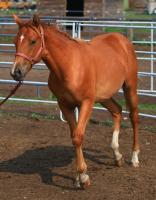 <h2></h2><p>CHRISTIE is a 2008 registered quarter horse filly who was rescued out of the same meat pen at an auction as Lucky. Her new owner will be continuing her training, with hopes of her being a jumper when she's old enough.<br></p>
