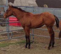 <h2></h2><p>SOLARIS is a May 2015 QH filly who we got from the meat buyer. She's a companion to a warmblood filly that's the same age, and will be trained for riding together with her buddy.<br></p>