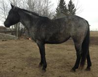 <h2></h2><p>SAPPHIRE (now called Skye) is a May 2011 blue roan QH filly. We did place her, but life circumstances forced her owner to have to give her up, and she asked if we would take her back here. She stayed here a few months and we've now found her a home with a wonderful young lady who will be training her for cowboy challenges and trail riding.<br></p>