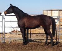 <h2></h2><p>DYNAMITE is a 2006 thoroughbred mare. We traced her tattoo, and she's a grand daughter of Seattle Slew. She is now owned by the mother of the girl who owns Mindy. She'll be boarded here until their new acreage is fenced and the barn is up.<br></p>