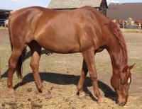 <h2></h2><p>MINDY is a 2004 reg. Thoroughbred mare. She's 16.1HH. Her new owner is a 10 year old girl who Mindy loves. They'll be boarding her for quite some time so her owner can learn how to properly care for her, handle her and ride her better.<br></p>