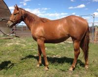 <h2></h2><p>SADIE is a 2014 QH filly we got from a meat buyer. She's now owned by a young girl, and Sadie is her first very own horse. <br></p>