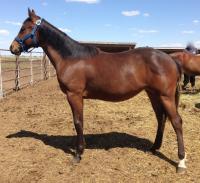 <h2></h2><p>CHANELLE is a June 2014 QH filly we got from a meat buyer. Her owner is a volunteer here and has been spending time with her to really get to know her. She'll be boarding here to learn how to train this little one.<br></p>