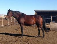 <h2></h2><p>PEPSI is a 1999 reg Arabian mare who was an owner surrender. She's got an amazing home with a lady who she bonded with the first time they met.<br></p>
