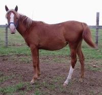 <h2></h2><p>TARA is a 2008 grade arabian filly who was rescued from going to the slaughterhouse. She was very wild, but is now just a little sweetheart who loves attention. Her new owner is the husband of the lady who owns Patches, so she will also be here until the end of Feb. 2010, and then will go to her new home. <br></p>