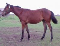 <h2></h2><p>LUCKY is a 2008 registered quarter horse filly who came out of the meat pen at an auction. She is quiet and well mannered. Her new owner is a wonderful lady who will board her here to learn how to train her. <br></p>