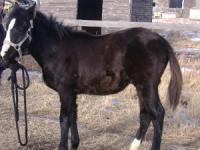 <h2></h2><p> COLE is a 2007 grade black stud colt. We purchased him at an auction in late December 2007. His new owner is also a young teenage girl who has done extensive groundwork training with him and will be starting to ride him in the summer of 2009. He is very quiet and well mannered and will be wonderful for pleasure riding.<br></p>