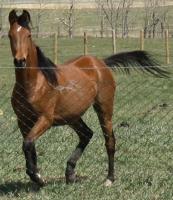 <h2></h2><p>GRACE is a 2008 arab filly that was an ASPCA seizure. She's a super friendly horse and just loves people. She's now owned by the same lady who owns Phoenix, so also will be here until the end of July/11.<br></p>