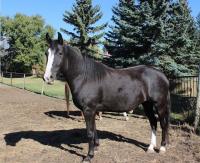 <h2></h2><p>COLA is a 2010 purebred Tennessee Walker mare, but has no papers. Her owner is a 16 year old girl, who has always dreamed of training her own horse. Cola will stay here for a couple of months for her owner to really get to know her, and then will move to her new home.<br></p>