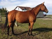 <h2></h2><p>RAZZ is a 2013 registered QH filly, we have her papers and a signed transfer here. She's very easy to work with, has had lot of groundwork and despooking, and loves attention. SALE PENDING</p>