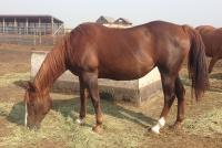<h2></h2><p>KALLIE is a 1993 QH/Arab cross mare who is well broke. She does require an experienced rider.</p>