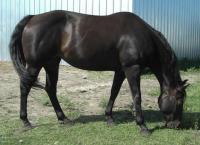 <h2></h2><p>PROMISE is a 1996 reg. QH mare who had only had one owner. She came here because her owner was retiring and wanted her safe. Because she had only known one home, it took her a long time to adapt to being here. Because of that, we've found that she doesn't connect well with people she doesn't know. She does like teenage girls, and we use her to teach them about horses. Someday we hope she'll pick someone she really likes and will get a new home. Until then, she'll stay here where she's safe and loved.<BR />
</p>