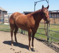 CINNAMON is a 2015 quarter horse filly we got from the meat buyer. She's placed with a man who will continue her groundwork training and will eventually train her to be ridden.